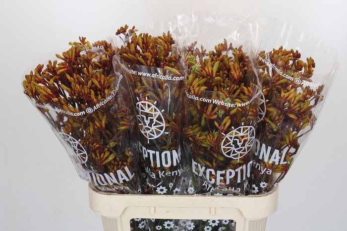 <h4>Anigozanthos Gold Fever</h4>