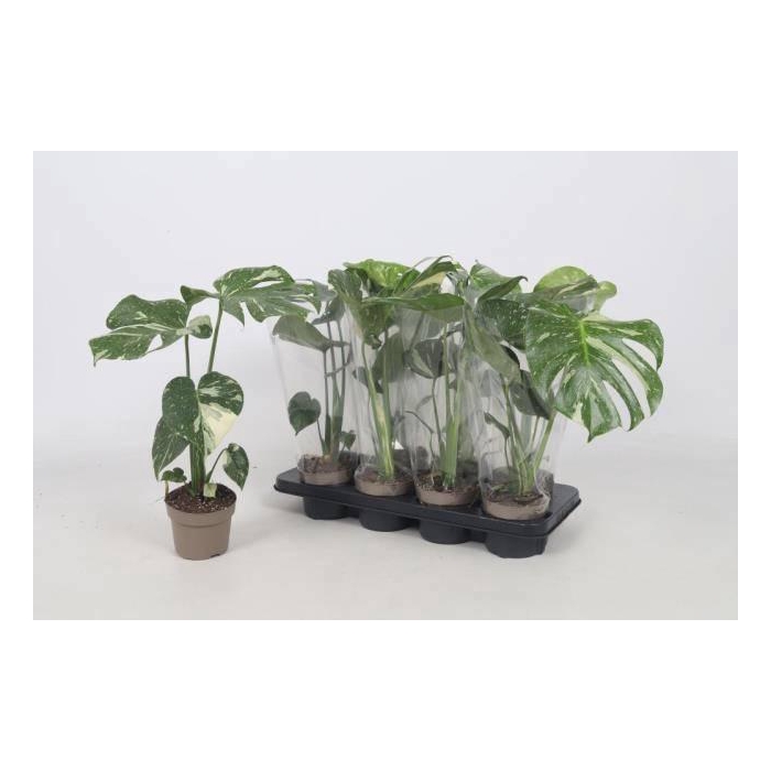 <h4>MONSTERA DELICIOSA</h4>