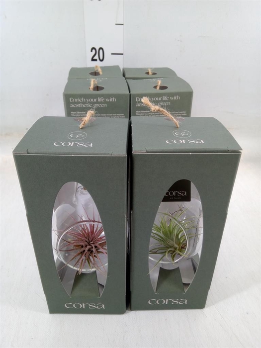 <h4>Arr.  Tillandsia L%</h4>