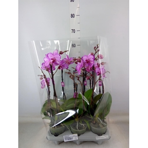 Phalaenopsis   ...