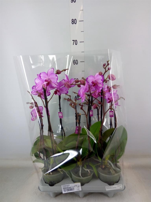 <h4>Phalaenopsis   ...</h4>