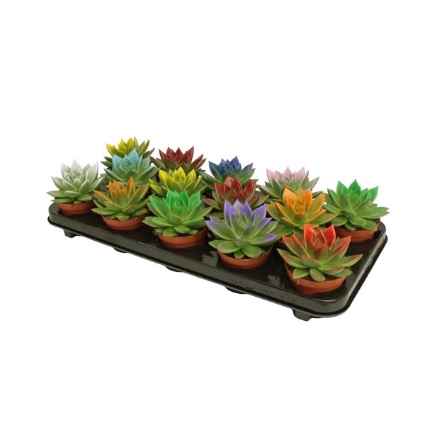 <h4>Echeveria Festival mix</h4>