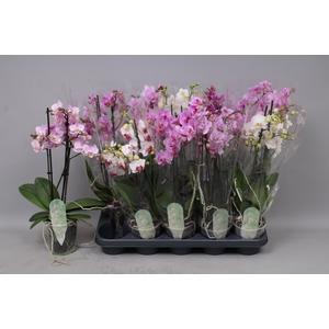 PHAL MF GEM 3 KL