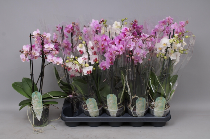<h4>PHAL MF GEM 3 KL</h4>