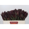 Leucadendron Saf Sunset Dark R.