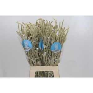 AMAR YEARMING DESERT