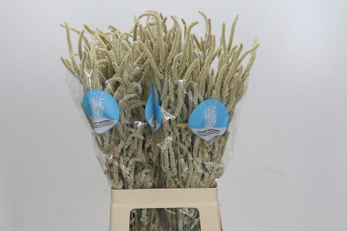 <h4>AMAR YEARMING DESERT</h4>