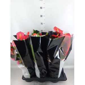 Anthurium   ...mix