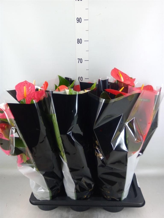 <h4>Anthurium ...mix</h4>