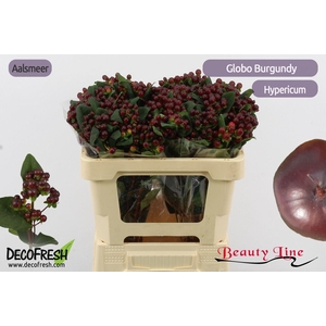 HYP GLOBO BURGUNDY