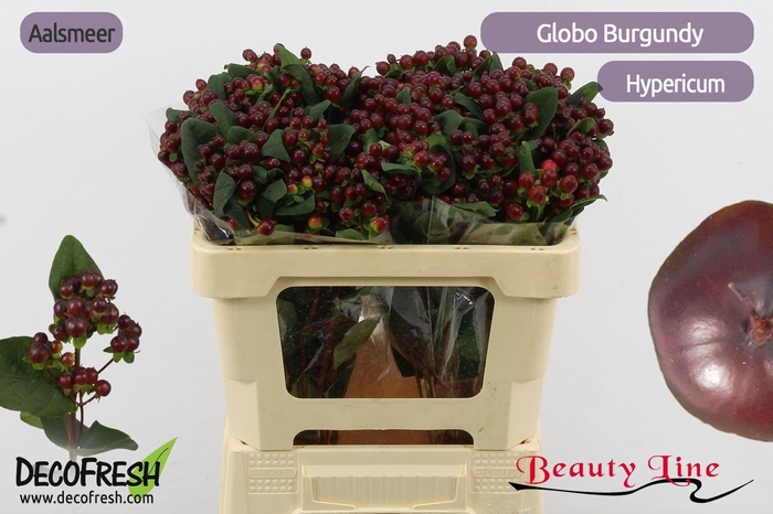 <h4>HYP GLOBO BURGUNDY</h4>