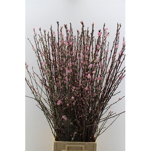 Perzikbloesem P Bos ( 5 Tak )