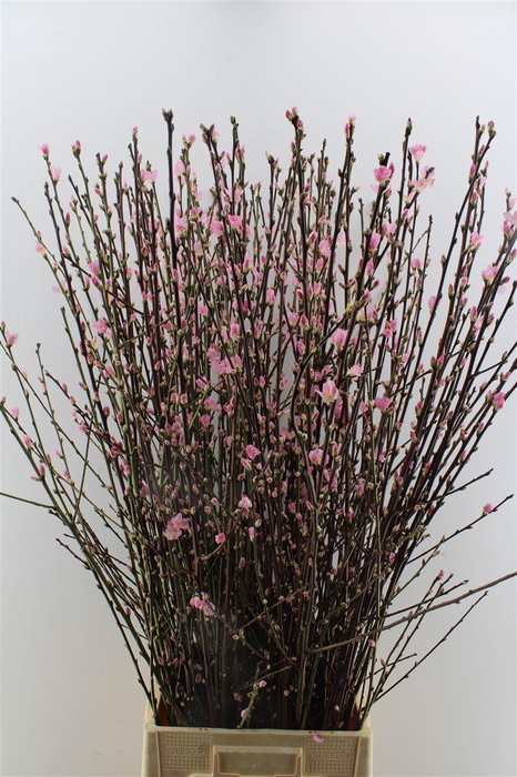 <h4>Perzikbloesem P Bos ( 5 Tak )</h4>