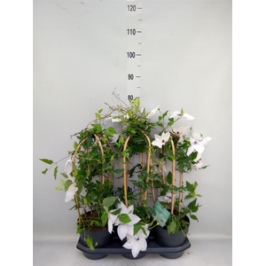 Clematis  'Garland'   ...