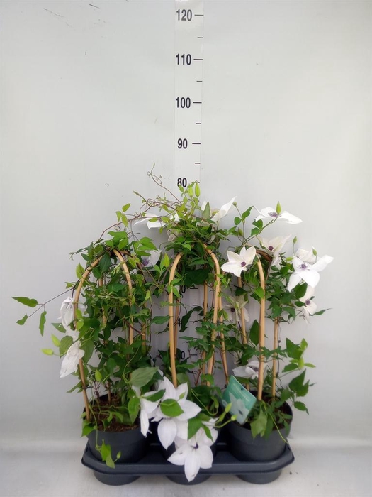 <h4>Clematis  'Garland'   ...</h4>