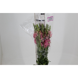 BOCA DE LEAO POTOMAC EARLY ROSE 070 CM