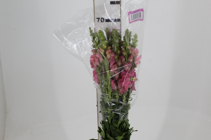 <h4>BOCA DE LEAO POTOMAC EARLY ROSE 070 CM</h4>
