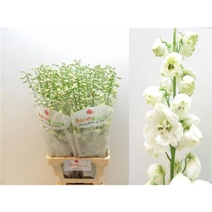 Delph El Guard White