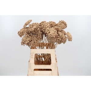 Ammi Zaad Kl Bh Antiek Goud