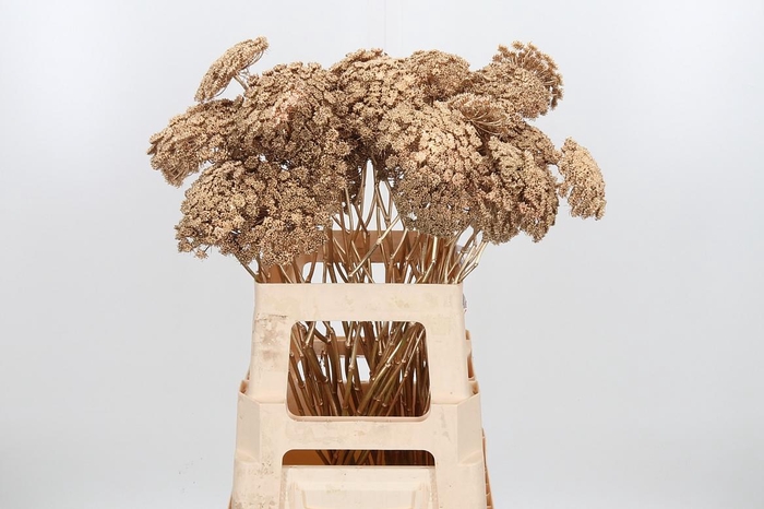 <h4>Ammi Zaad Kl Bh Antiek Goud</h4>