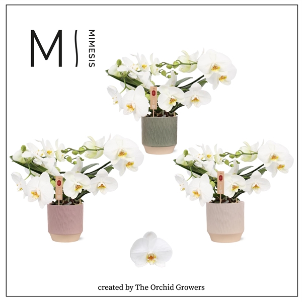 <h4>Mimesis Phal. Muse White - 25+ flowers 12cm in Luna Mix Ceramic</h4>