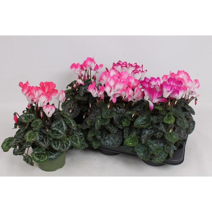 <h4>CYCL MD INDIAKA</h4>