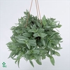 Tradescantia albif. 'Albovittata'
