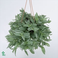 Tradescantia albif. 'Albovittata'