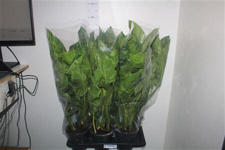 <h4>Aglao Chantal</h4>