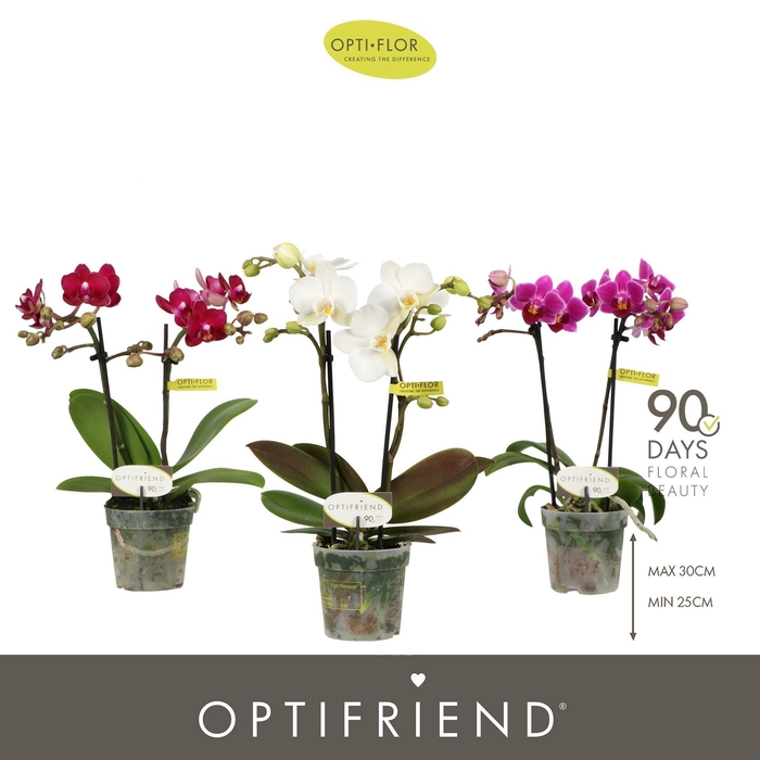 <h4>Phalaenopsis multi.   ...mix</h4>