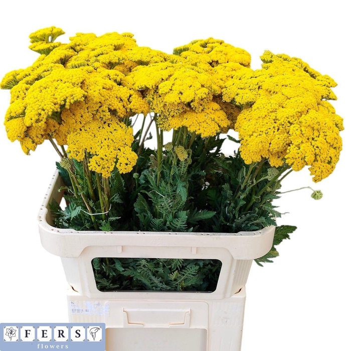 <h4>ACHIL F PARK VARIETY</h4>