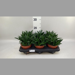 Haworthia pumila 'West Jogoo'