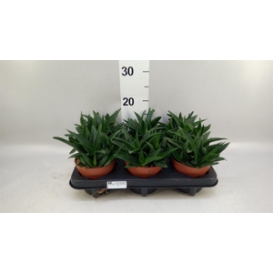 Haworthia pumila 'West Jogoo'