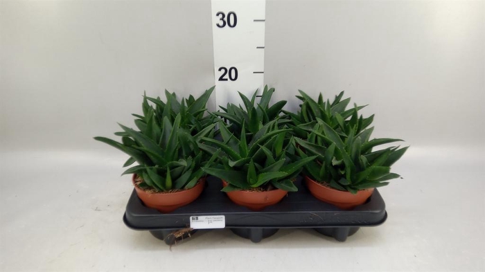 <h4>Haworthia pumila 'West Jogoo'</h4>