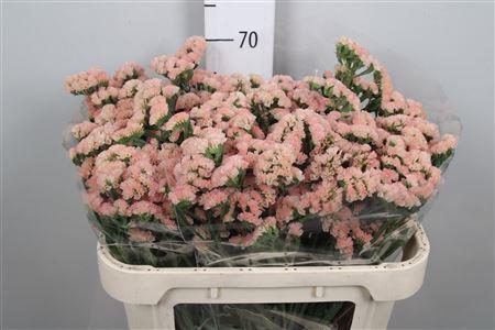 Lim S Peach Wings