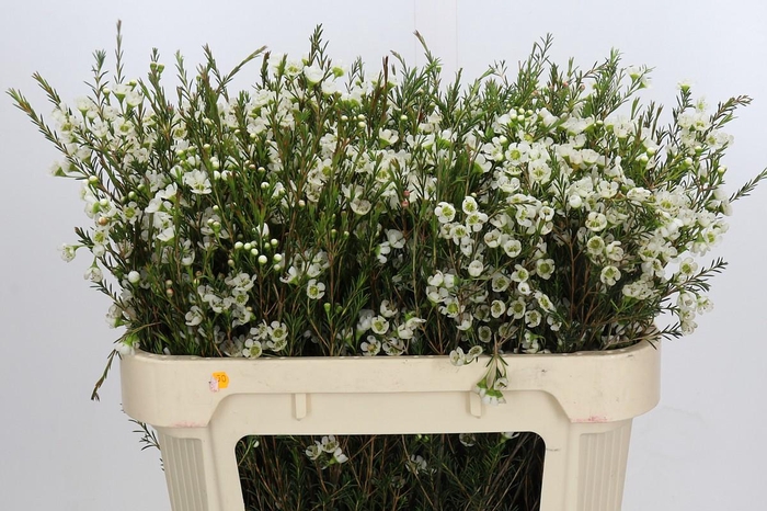 <h4>Chamelaucium Sirius</h4>