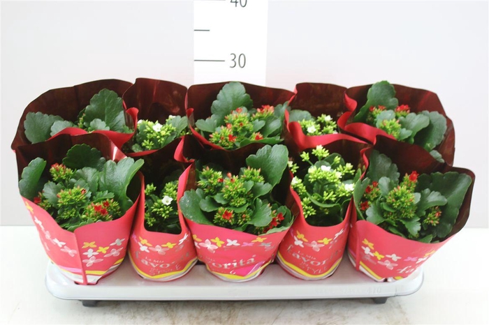 <h4>Kalanchoe Bl Gemengd 2 Kleuren</h4>