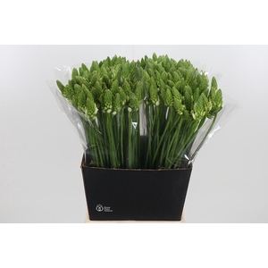 Ornithogalum Thyrsoides