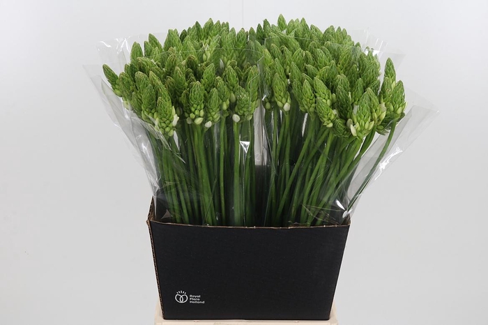 <h4>Ornithogalum Thyrsoides</h4>