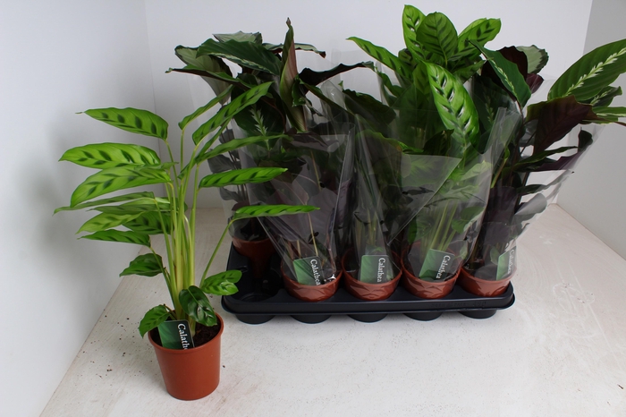 <h4>CALAT GEM 3 SRT</h4>