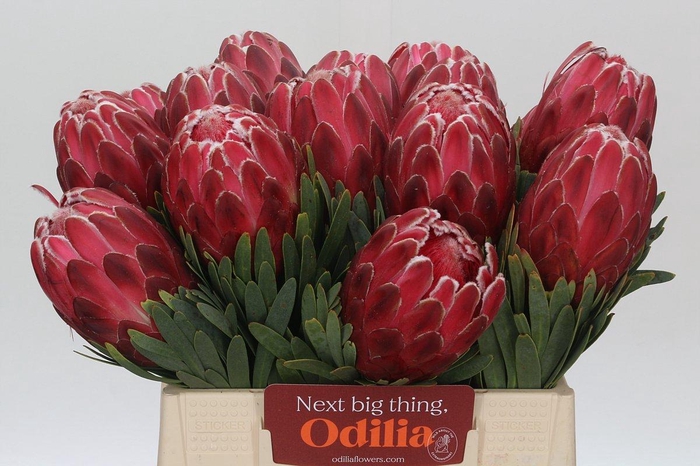 <h4>Protea Venus</h4>