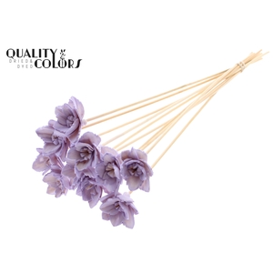 Shola Queen Flower on stem Milka