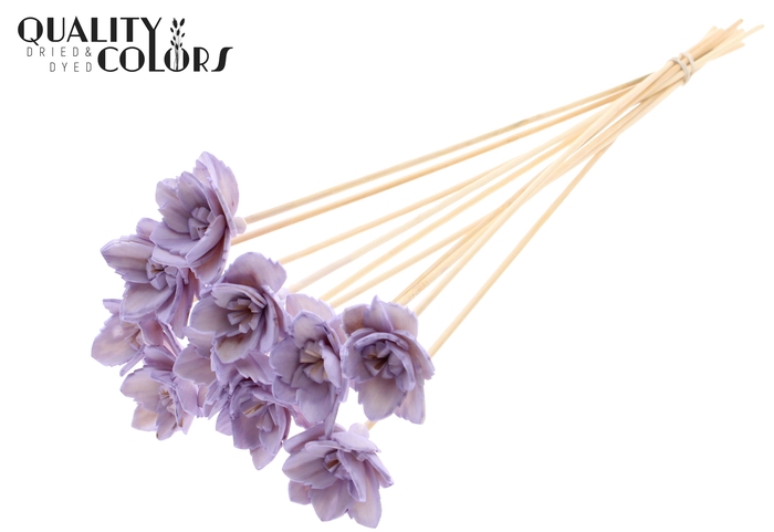 Shola Queen Flower on stem Milka
