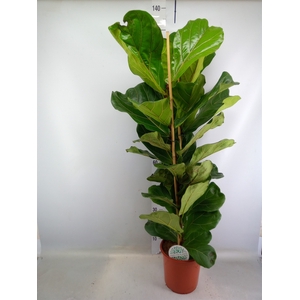 Ficus lyrata