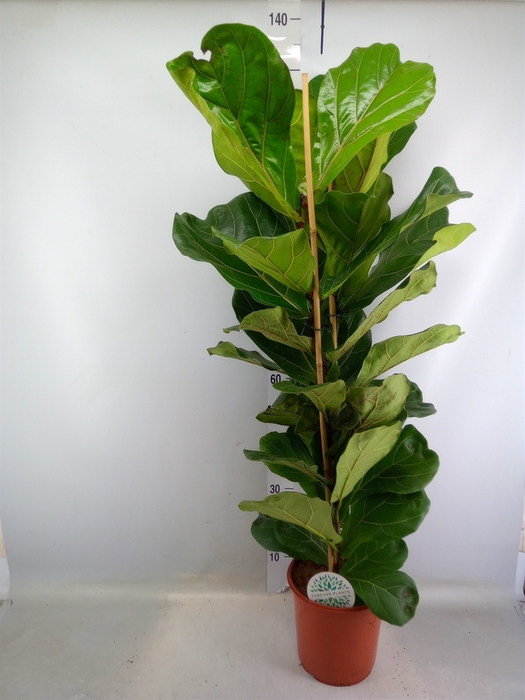 <h4>Ficus lyrata</h4>