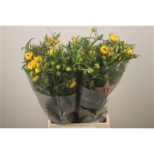 Ran N Moderna Sorrento