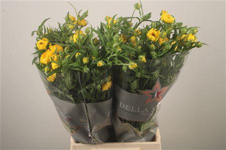 <h4>Ran N Moderna Sorrento</h4>