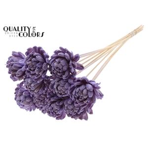 Shola New Beauty Rose Ø8cm on stem Milka