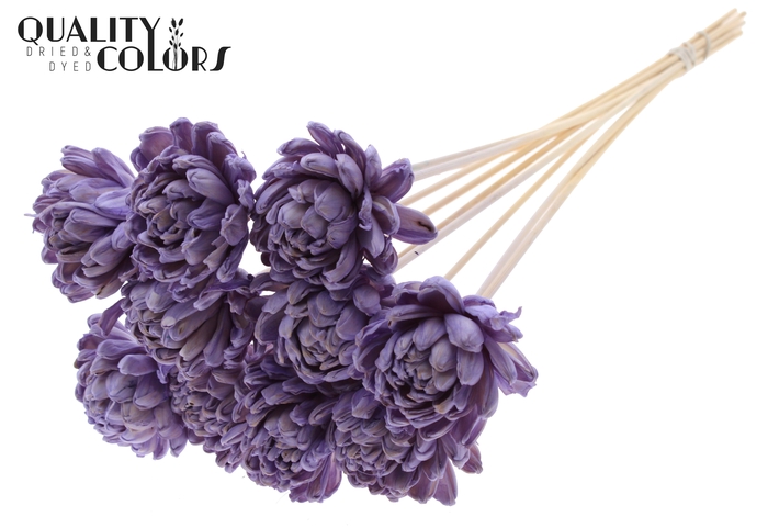Shola New Beauty Rose Ø8cm on stem Milka