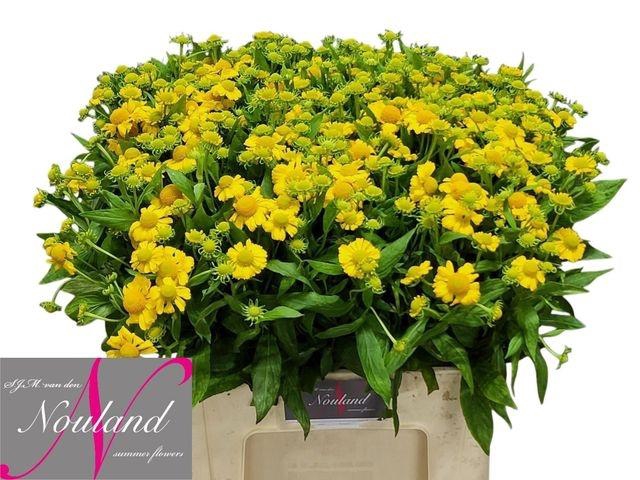 <h4>HELEN KANARIA</h4>